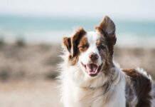 Jak wybrać odpowiednie legowisko dla psa